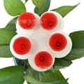 Miniatyrbilde 1 av 4: INF Silikon Blomst Bie Vannmater - Sett med 5, Blandede Farger Rød