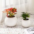 Miniatyrbilde 2 av 2: Selvvannende blomsterpotte rund 25 cm