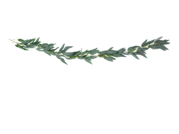 Pajunlehtiköynnös, 2 m (1 pakkaus / 24 kpl)