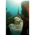Miniatyrbillede 4 af 4: Picasso Spearfishing Thermal Skin 3 Mm Grå XL