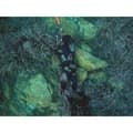 Miniatyrbild 3 av 8: C4 Spearfishing Jacka Carbon Rock 5 Mm Svart 2