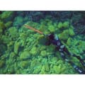 Miniatyrbild 4 av 8: C4 Spearfishing Jacka Carbon Rock 5 Mm Svart 2