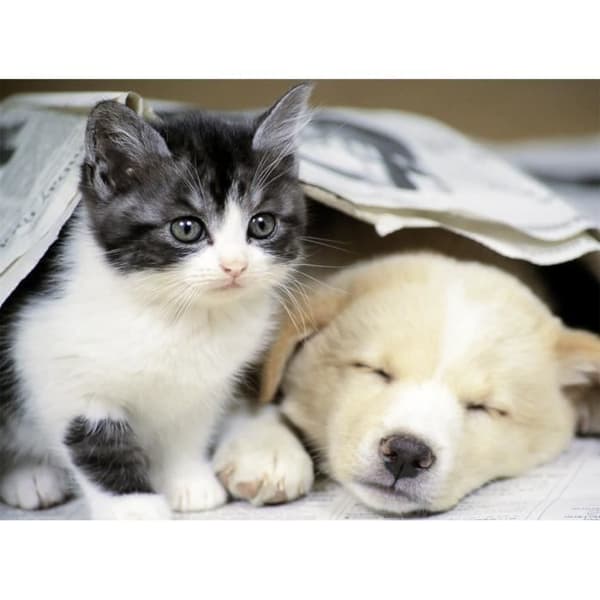 500 bitars pussel - Katt och hund - NATHAN