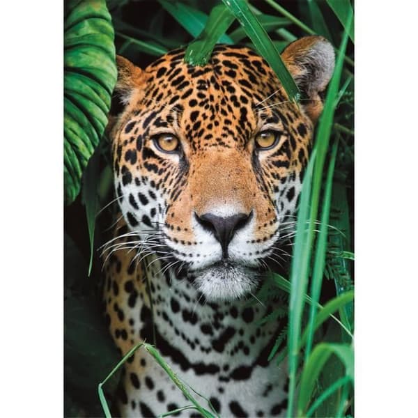 Pussel 500 bitar - CLEMENTONI - Jaguar i djungeln - Djur - Inomhus - Barn