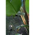 Miniatyrbild 3 av 3: 7W LED utomhusspotlight SOBEK - FARO - Svart - Contemporary - 80x70x330x0mm