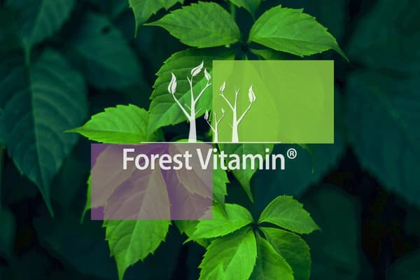 Skovvitamin Artiskok 400 mg lever fordøjelsessystem 100 kapsler