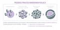 Miniatyrbild 5 av 11: ALINESS ProbioBalance Bifidobacterium Balance PROBIOTISK IMMUNITET 30 kapslar.