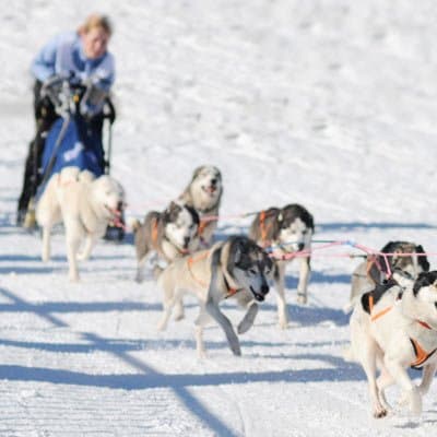 Hundspann för Två - 2 dagar