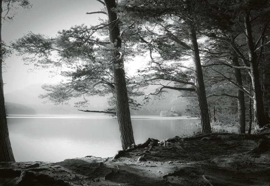 FOTOTAPET SKOGSJÖ