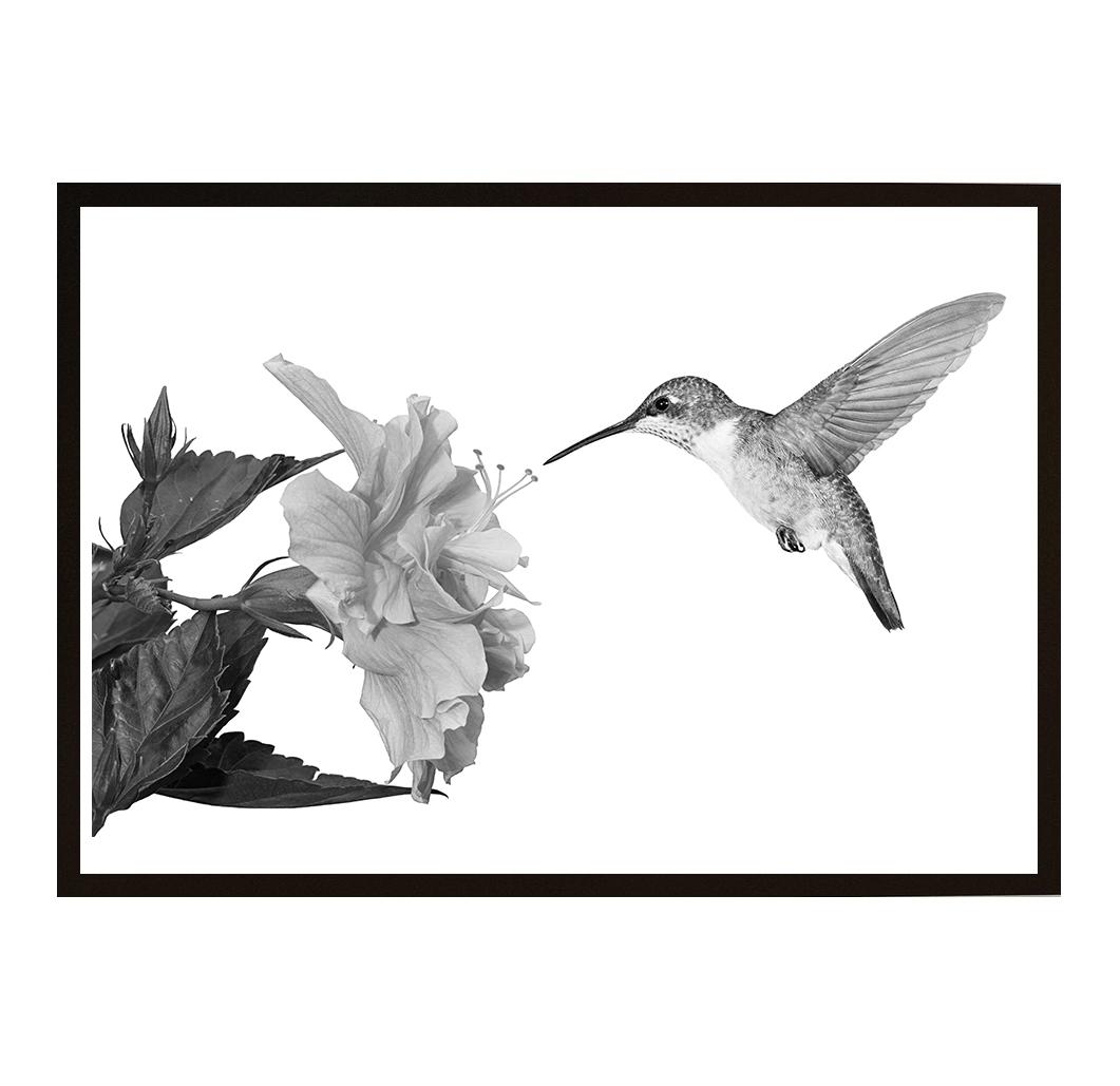 Kolibri Svartvit Liggande Poster Cdon I chose this frame for my poster because of the price. kolibri svartvit liggande poster