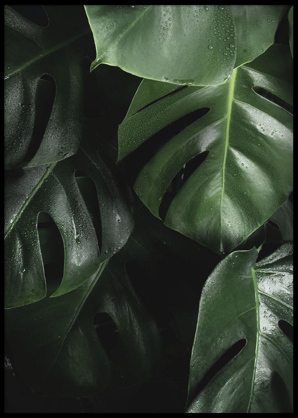 BIG LEAVES POSTER 50x70cm