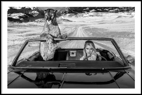 NO COUNTRY FOR OLD MEN - PUMA POSTER 50x70cm