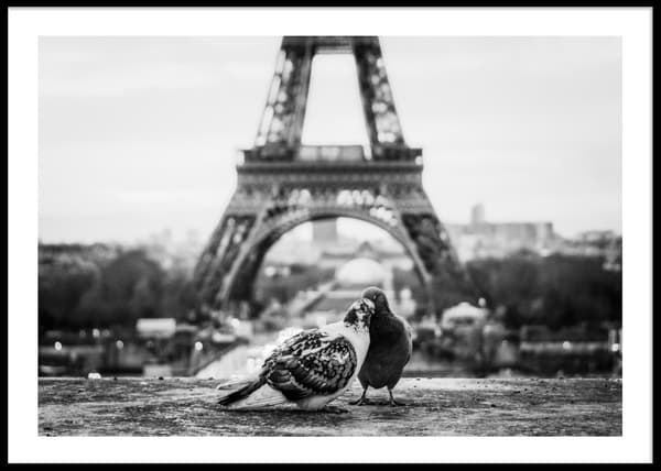 EIFFEL TOWER PIGEONS POSTER 50x70cm