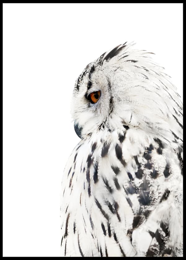 WHITE OWL POSTER