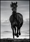 Miniatyrbild 1 av 2: BLACK BEAUTY HORSE POSTER
