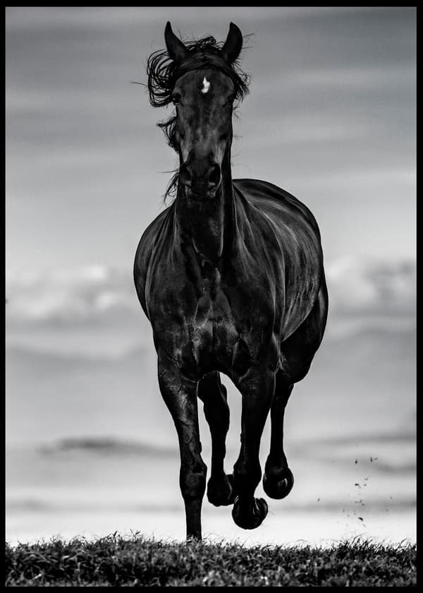 BLACK BEAUTY HORSE POSTER