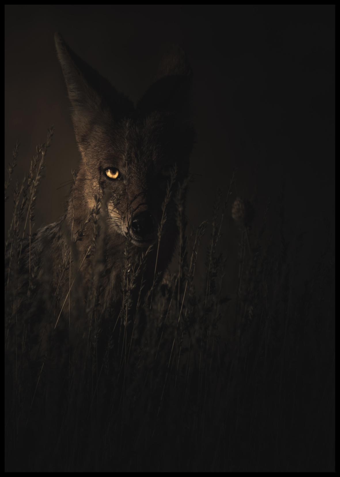 JACKAL POSTER 21x30cm