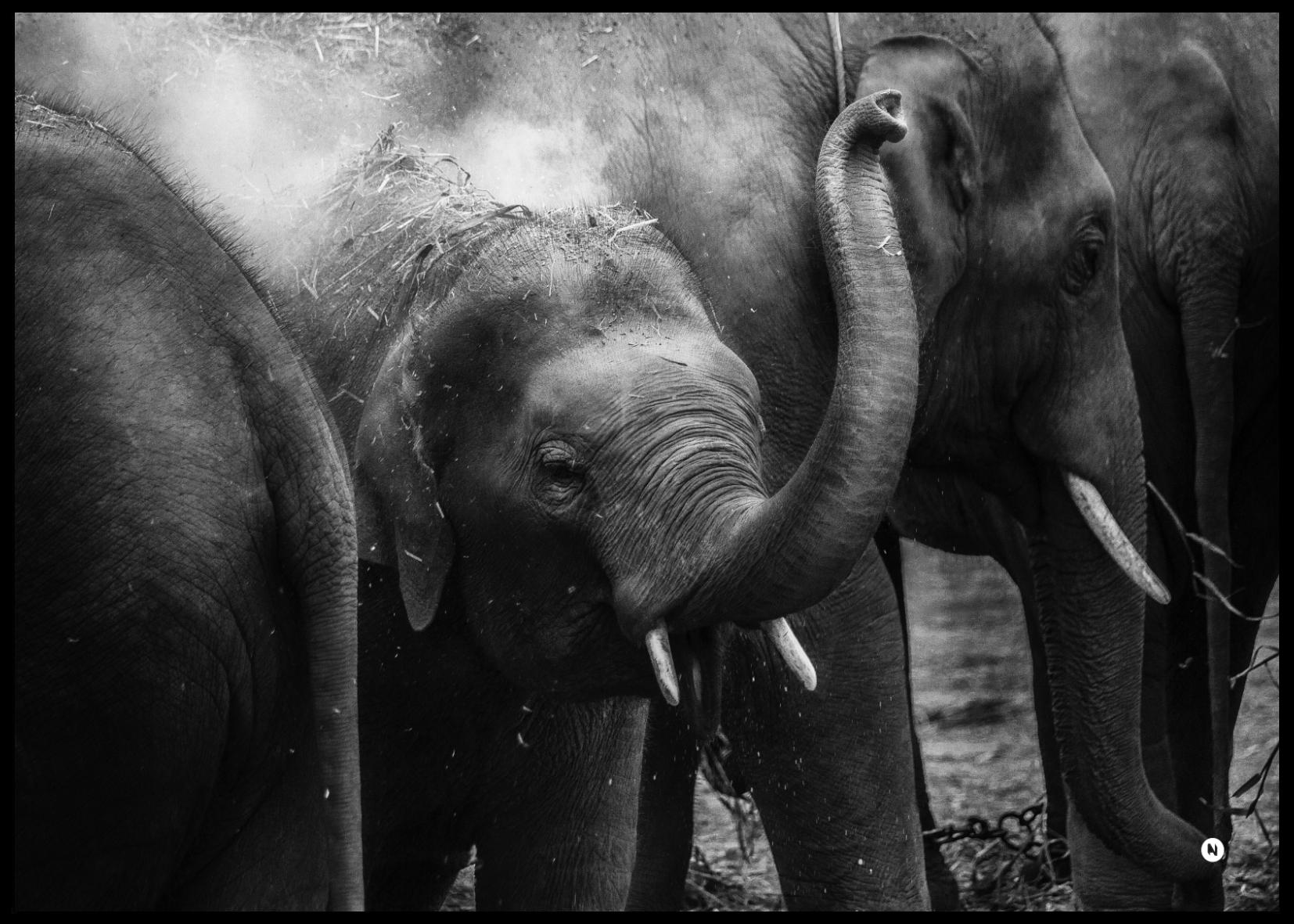 ELEPHANT FAMILY POSTER 50x70cm