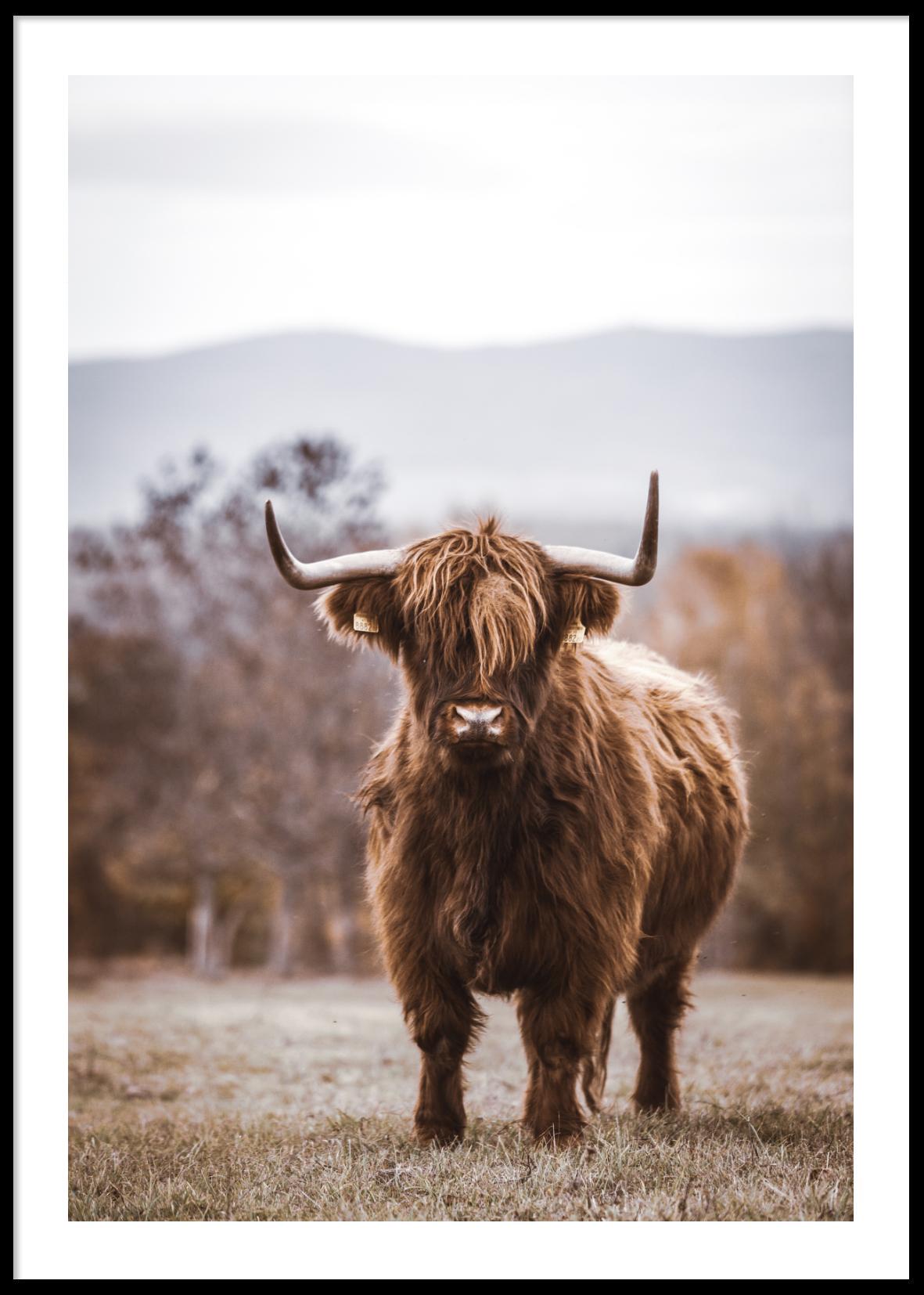 HIGHLAND COW POSTER 30x40cm