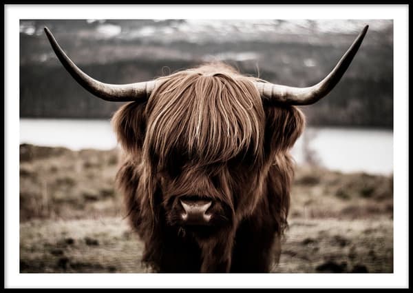 HIGHLAND COW POSTER 30x40cm