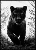 Miniatyrbild 1 av 2: BAGHEERA SVART LEOPARD POSTER