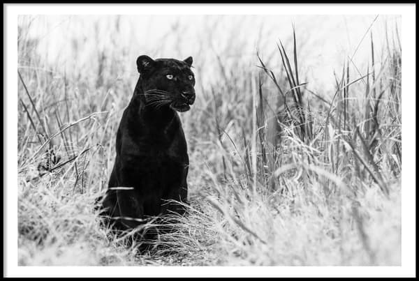 BAGHEERA SVART LEOPARD POSTER