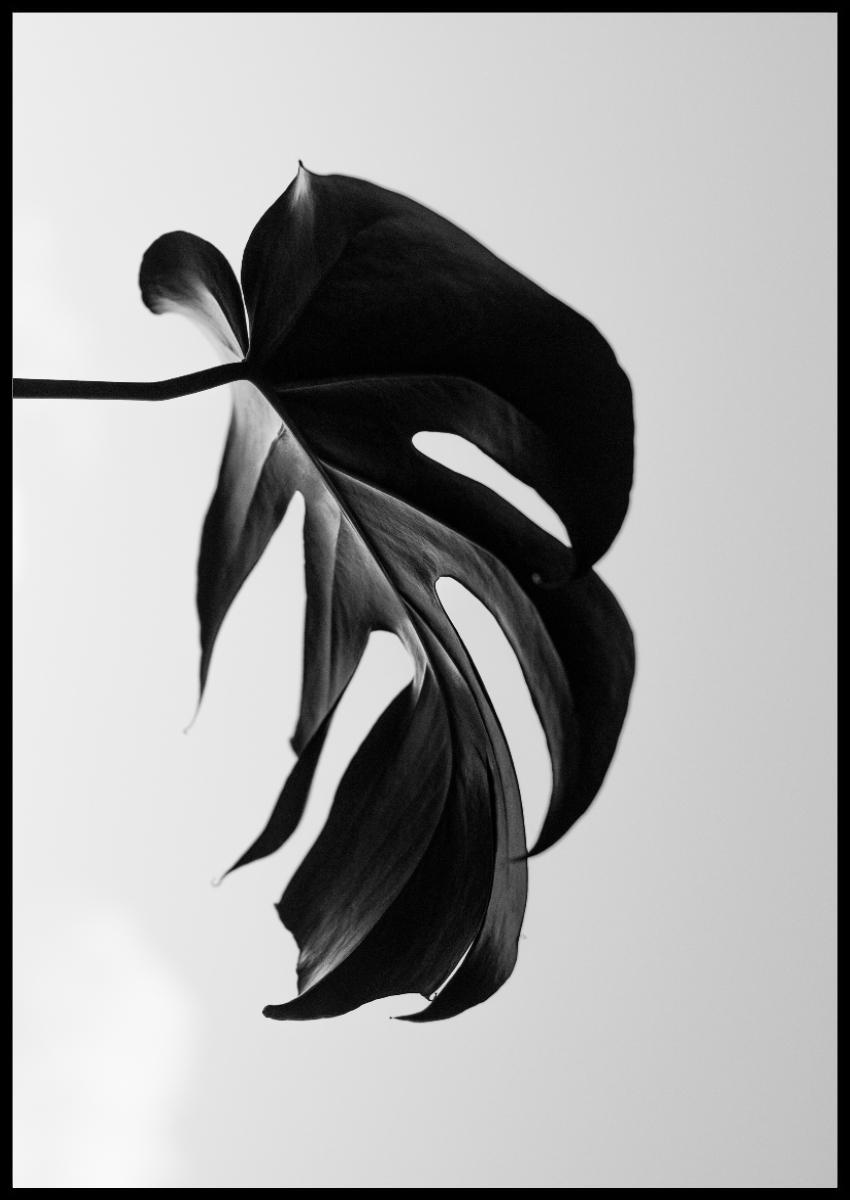 BLACK LEAVES POSTER 50x70cm