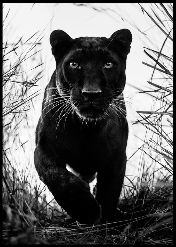 BAGHEERA SVART LEOPARD POSTER 21x30cm